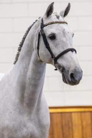 paard-Cartello-VDL24L109617-kopie