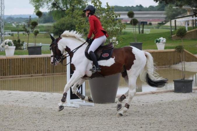 paard-Harlequin-Dorchidea