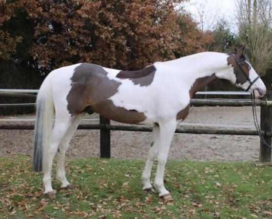 paard-IMG9663