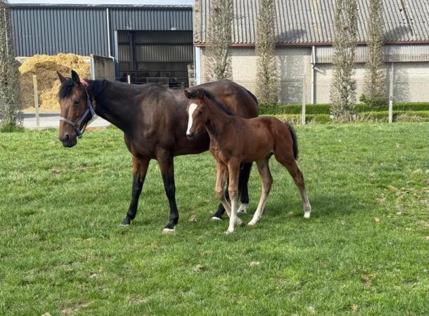 paard-WhatsApp-Image-2025-03-26-at-154532