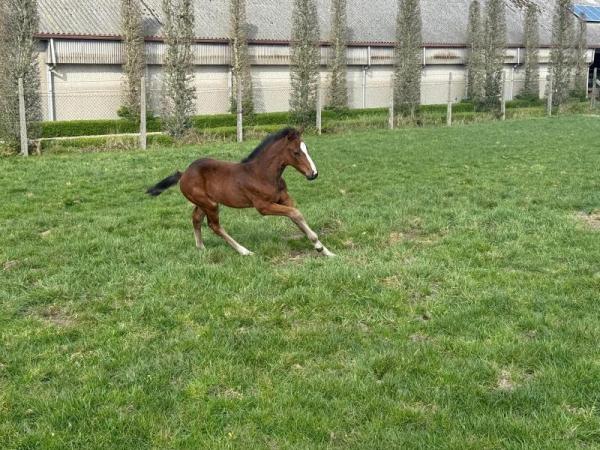 paard-WhatsApp-Image-2025-03-26-at-155007