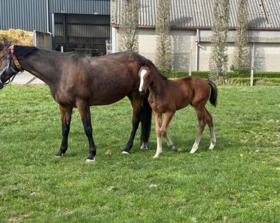 paard-WhatsApp-Image-2025-03-26-at-154523