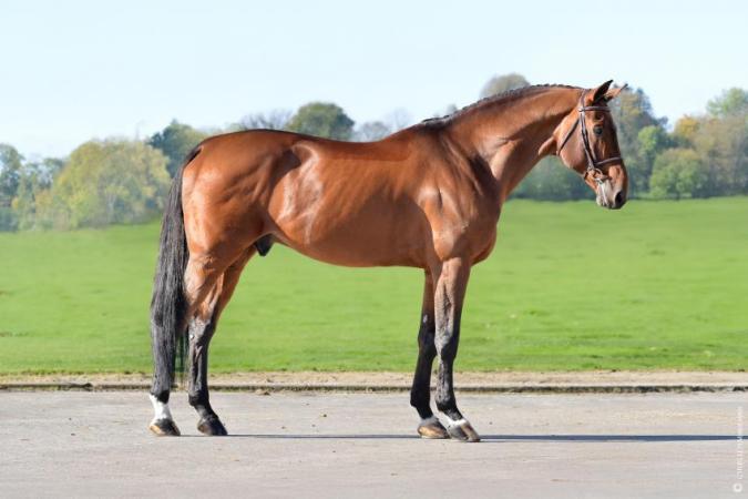 paard-CYR1078