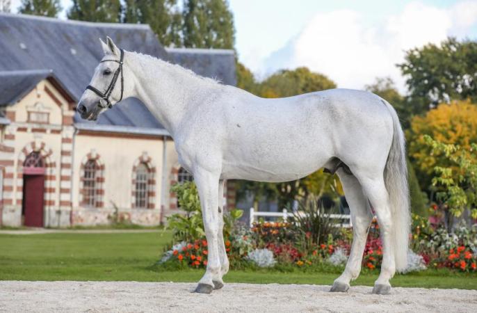paard-MYLORDmodelec-Julien-COUNET
