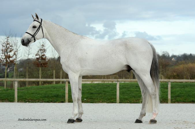 paard-MYLORD-CARTHAGO-1