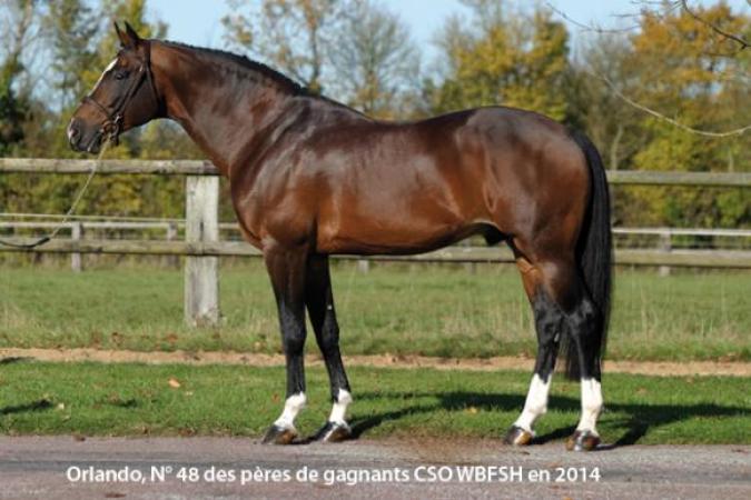 paard-orlando-model