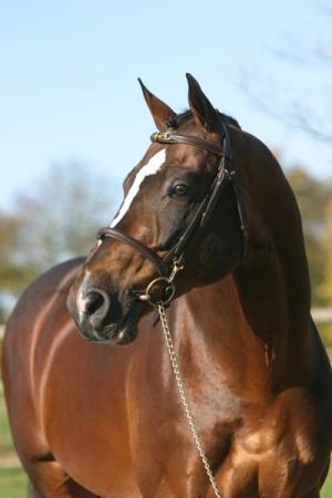 paard-OrlandoMod8