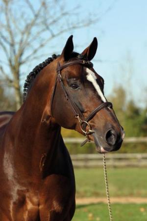 paard-ORLANDO2488