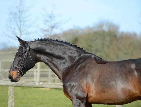 paard-kannan