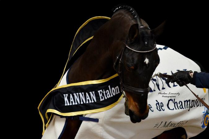 paard-kannan-maelanlienardygmailcom-1