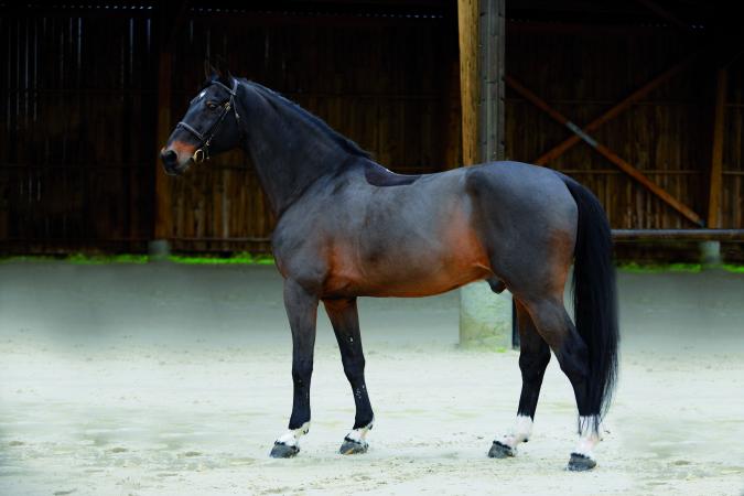 paard-Kannan-12022015