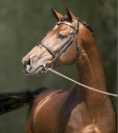 paard-NumeroUno