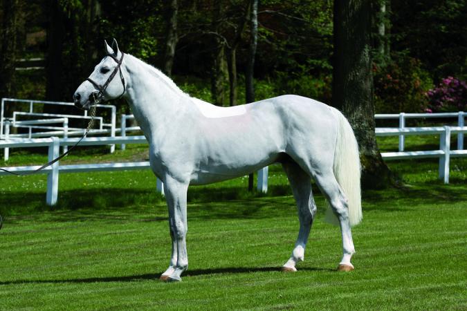 paard-President-Modele-2-1