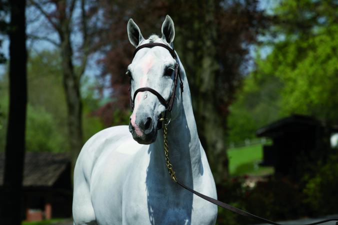 paard-President
