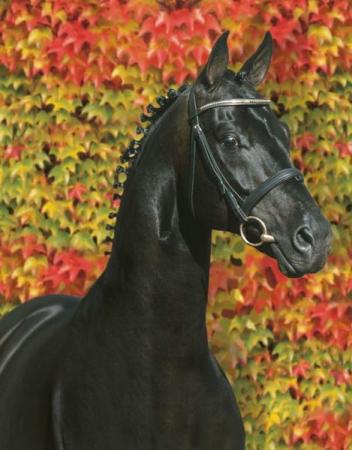 paard-SandroHit-NEU