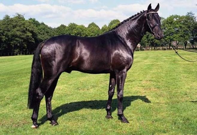 paard-SandroHitStandHp2013