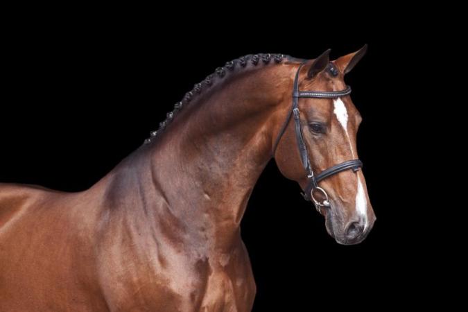 paard-carreravdl