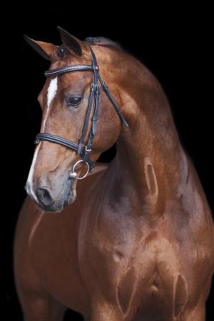 paard-carrera3