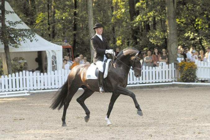 paard-Sir-Donnerhall-195
