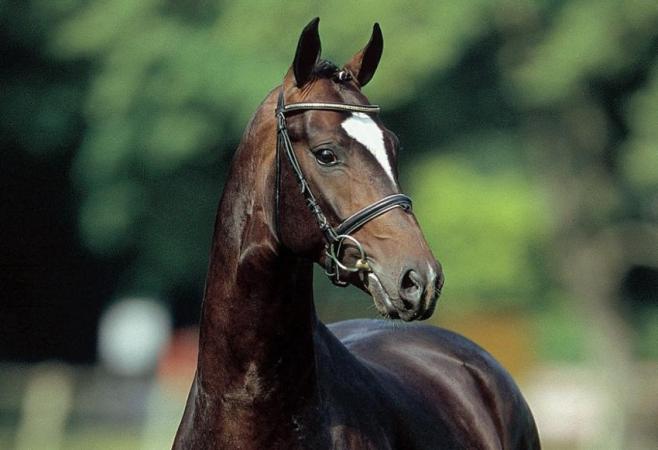 paard-SirDonnerhall1HP2013