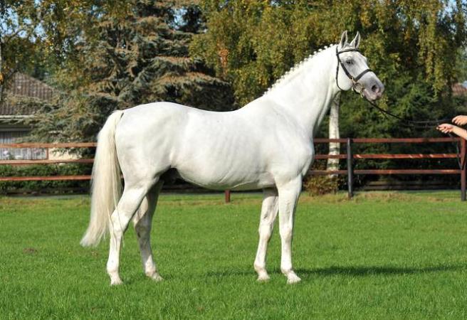 paard-calidoI