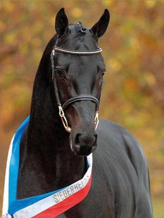 paard-DiaradoKopf
