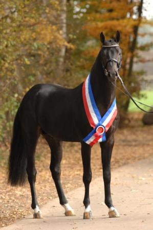 paard-Diarado22016