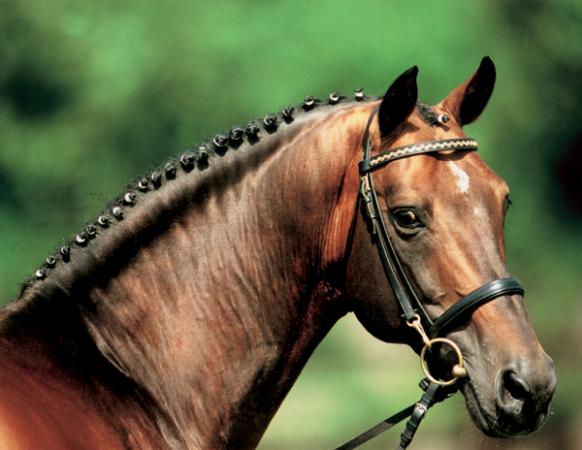 paard-landor-s-18-04-21