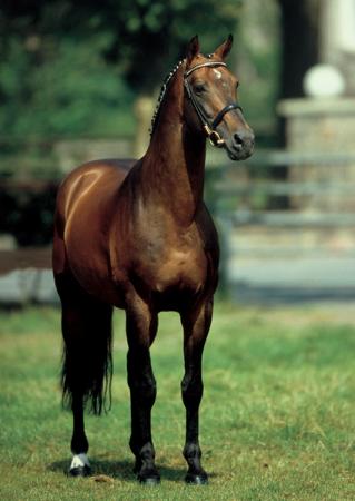 paard-landor-s-18-03-57