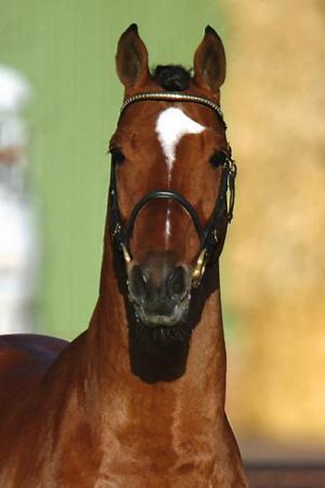 paard-LordanosKopfbild