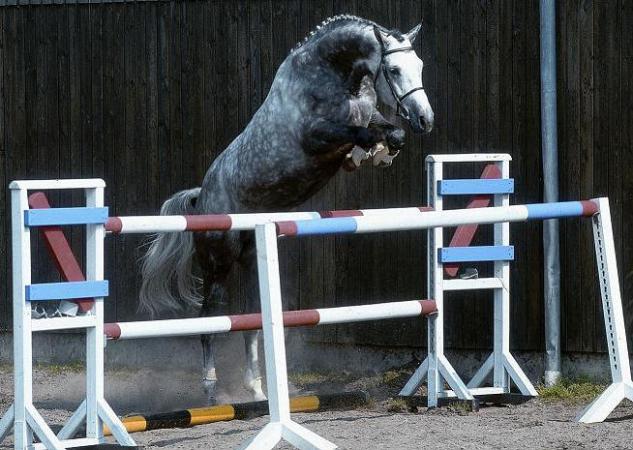 paard-colman-1