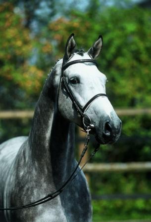 paard-colman-2