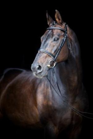 paard-stolzenberg1