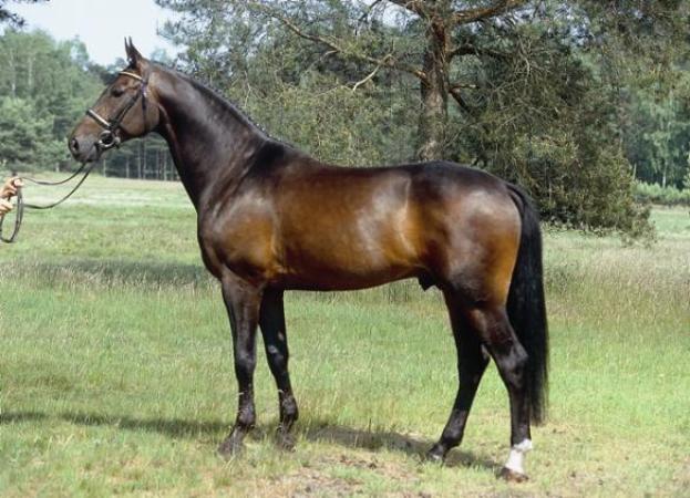 paard-stolzenberg