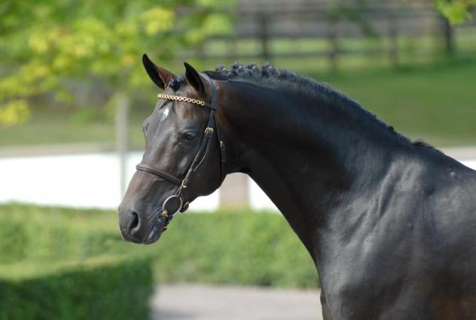 paard-Contendro-I-ontvangen-van-hengstenhouderij-Brinkman-rechtenvrij