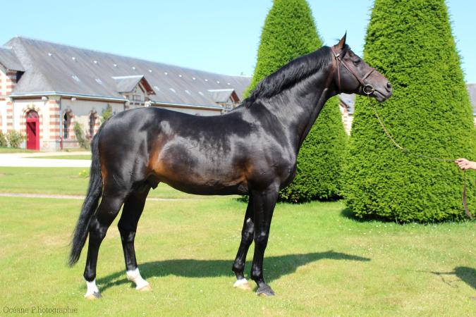 paard-contendro-saint-lo