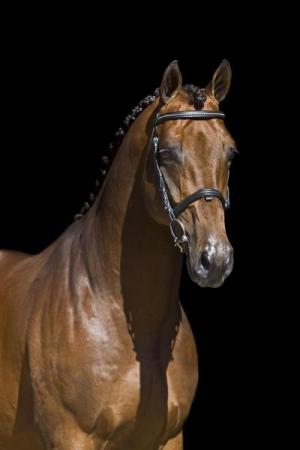 paard-baltic4