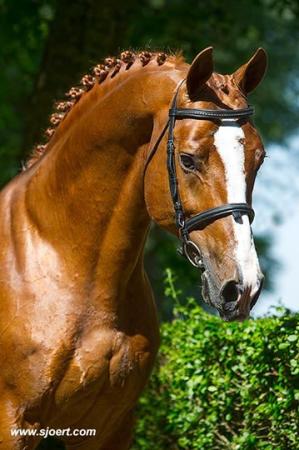 paard-Arezzo-VDL