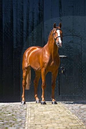paard-Arezzo