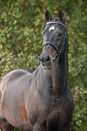 paard-Indoctro8klein