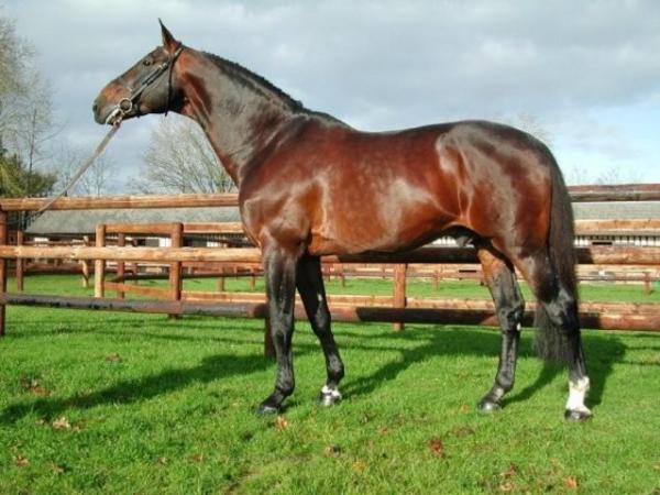 paard-HorseDiamantdeSemilly-3big