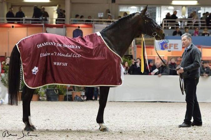 paard-HorseDiamantdeSemilly-2big