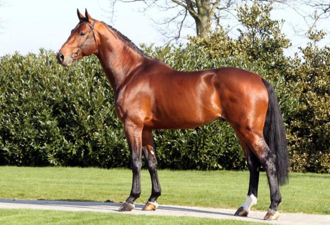 paard-Eldorado1-1