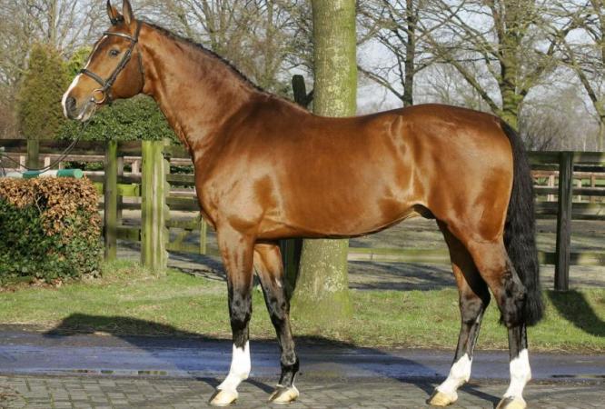paard-canabis2222