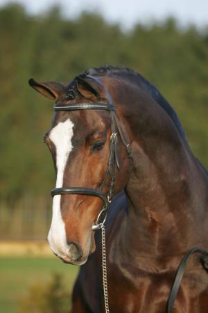 dutch-62hoofdfolder-19-23-24
