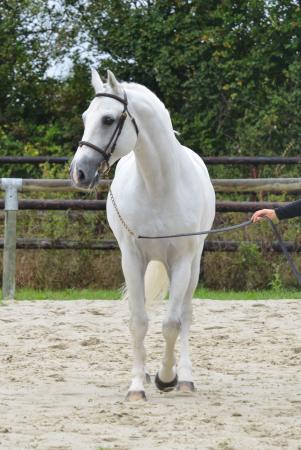 paard-untouchable-27-13