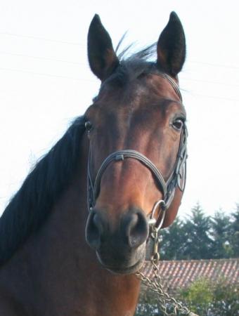hoofd-nabbuco-voor-website