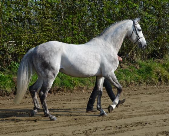 paard-gemini-laurent-aim-anne-testelin