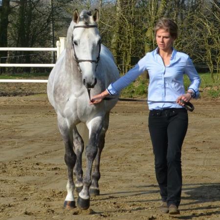 paard-Gemini-2014